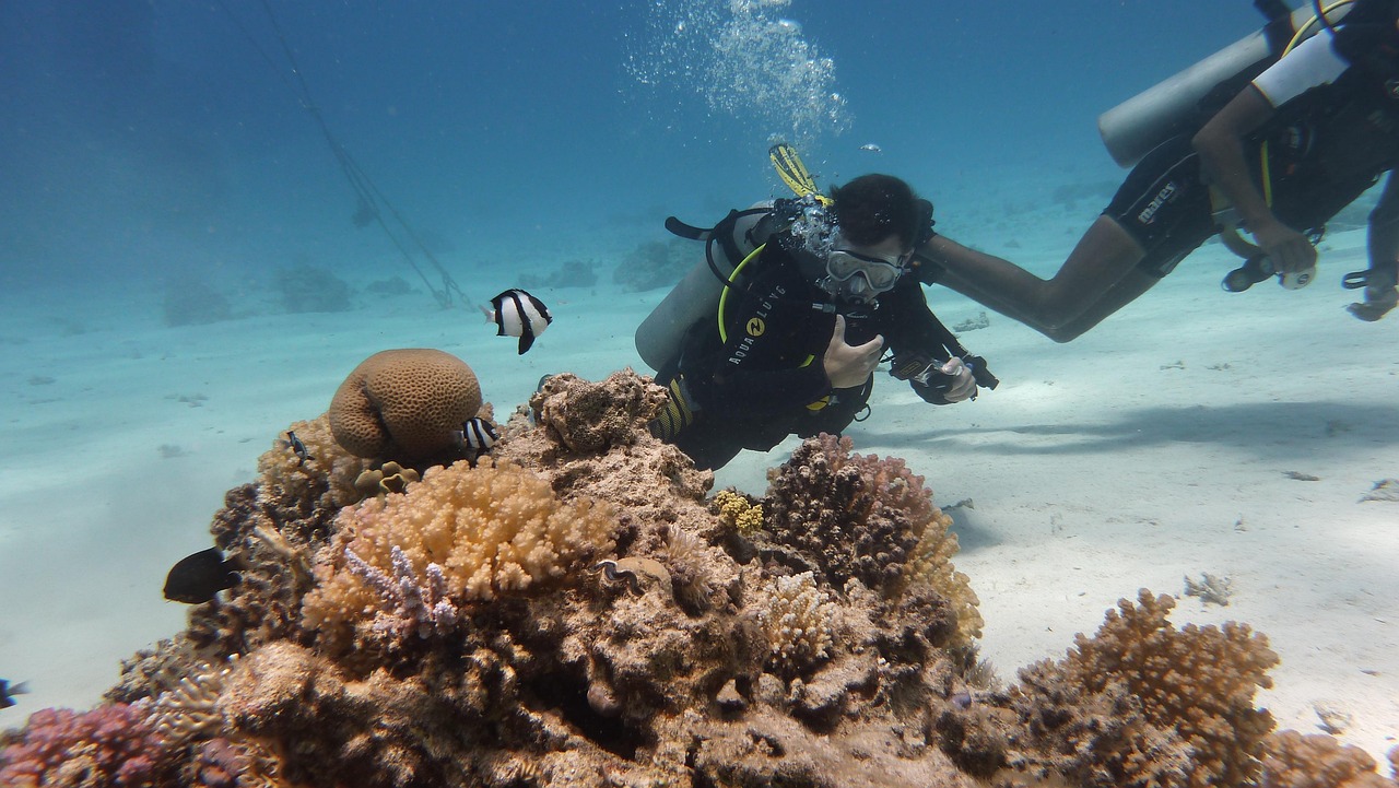 dive, fishes, underwater, dive, dive, dive, dive, dive, underwater